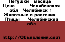 Петушки 3 месяца › Цена ­ 300 - Челябинская обл., Челябинск г. Животные и растения » Птицы   . Челябинская обл.